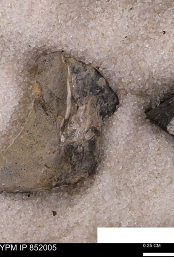 undet. Mollusca