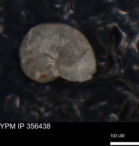 undet. Foraminiferida