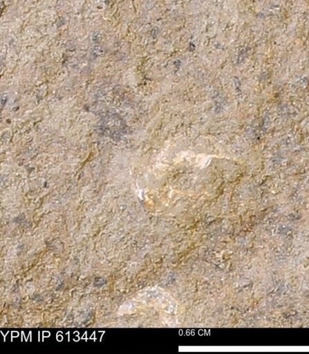 Scaphites sp.