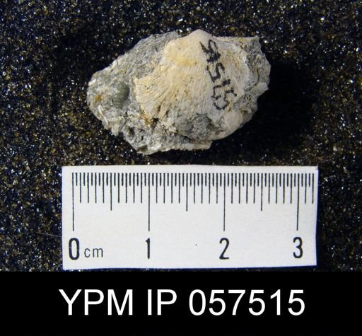 Dalmanella subcarinata