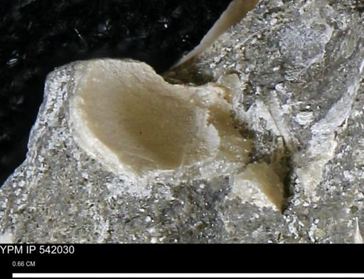undet. Bivalvia