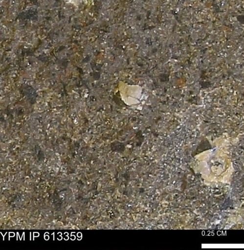 Scaphites sp.