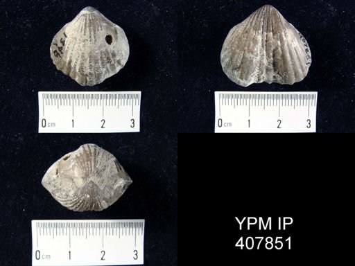 Rhynchotrema perlamellosum