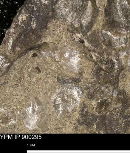 Anomia gryphorhyncha