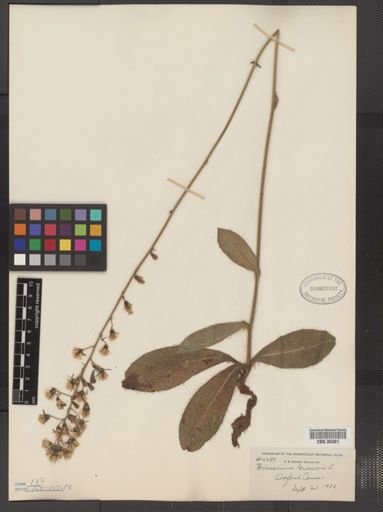 Hieracium gronovii