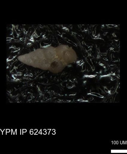 undet. Heterohelicidae