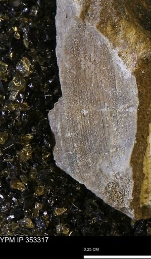 Limopsis striatopunctatus