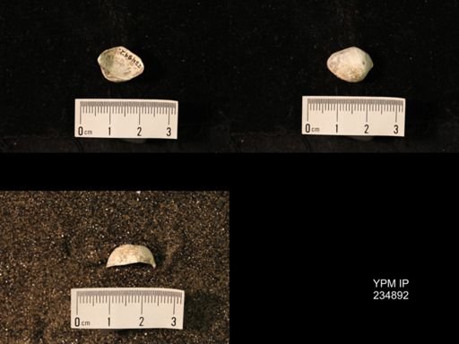 Marginifera fragilis