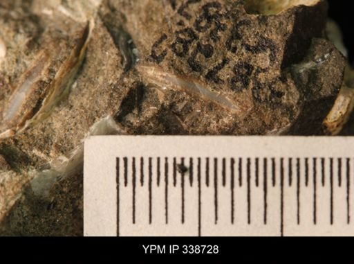 Protocardia subquadrata
