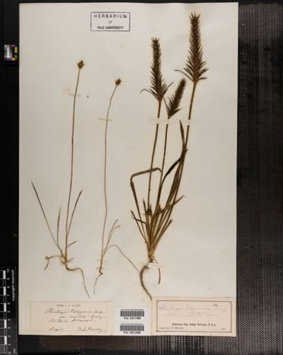 Plantae