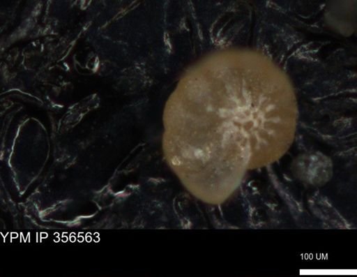 undet. Foraminiferida