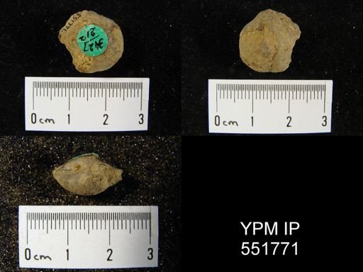 Athyris sp.