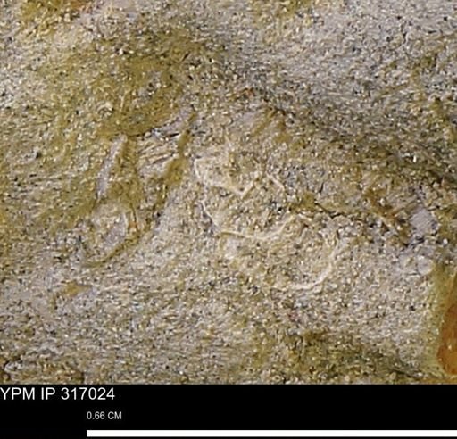 Gastropoda