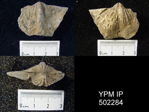 Spirifer cameratus