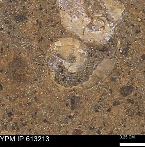 Scaphites sp.