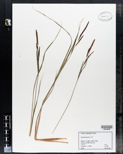 Carex haydenii