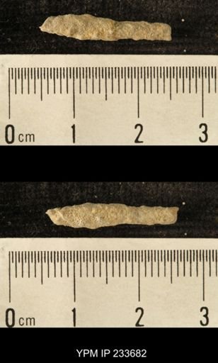 Archaeocidaris sp.