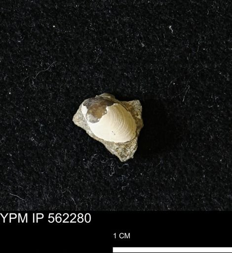 Limopsis striatopunctatus