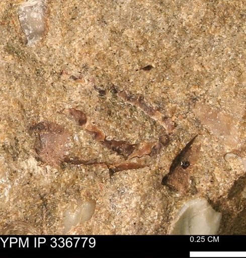 undet. Bivalvia