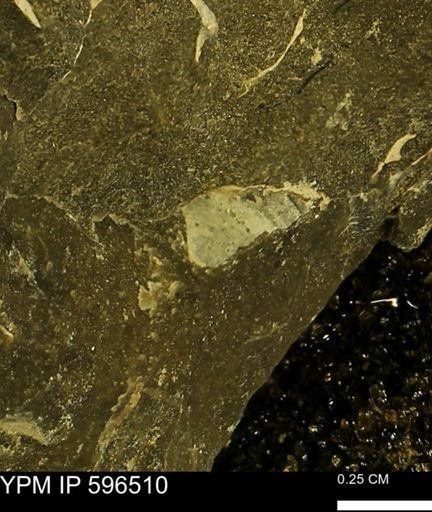 undet. Mollusca