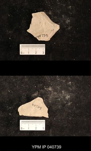Ephemeroptera