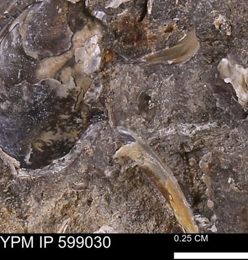 undet. Mollusca