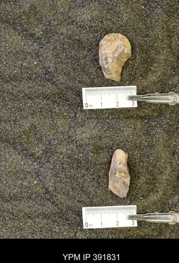 Scaphites whitfieldi