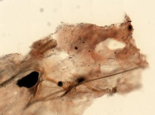 Sarcotragus fasciculatus