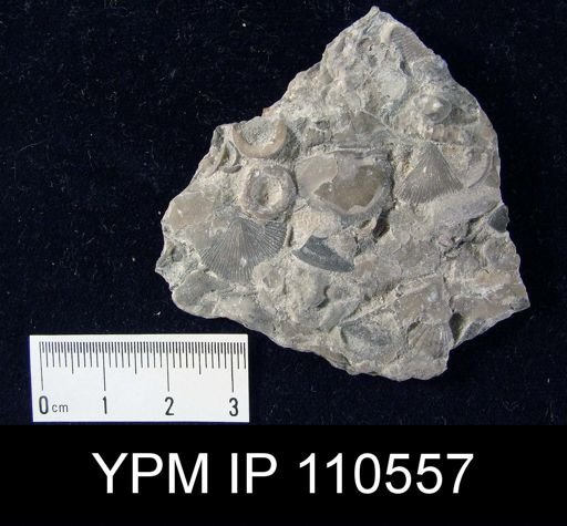 Schuchertella alterniradiata