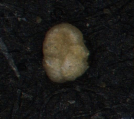 Foraminiferida