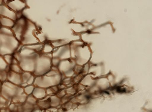 Hippospongia lachne