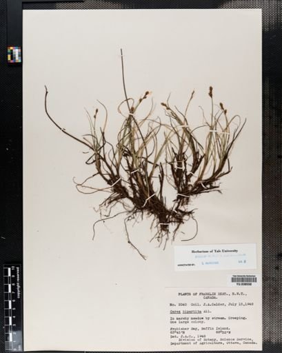 Carex