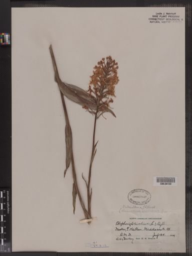 Habenaria ciliaris