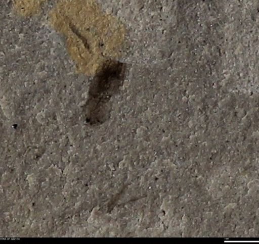 undet. Coleoptera