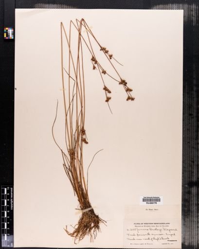 Juncus dudleyi