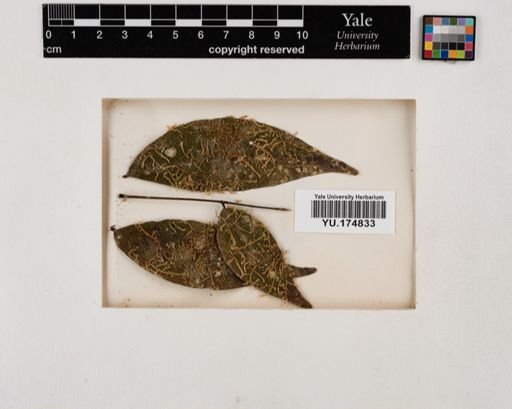 Plantae
