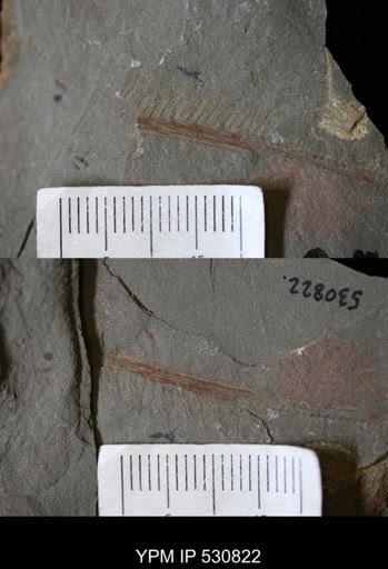 Hurdiidae
