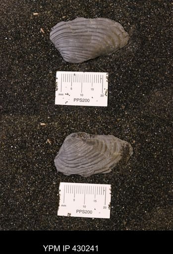 Grammysioidea arcuata