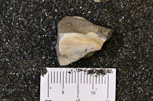 Limopsis striatopunctatus