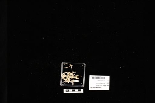 Leptobrachium liui