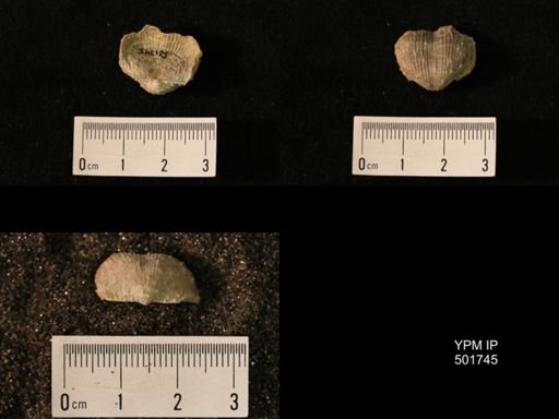 Marginifera lasallensis