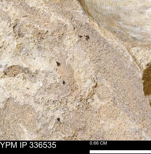 undet. Mollusca