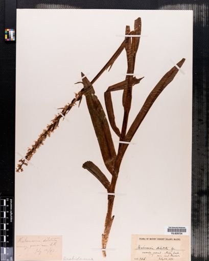 Plantae