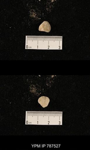 undet. Brachiopoda