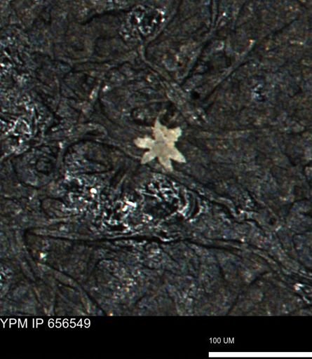 Porifera