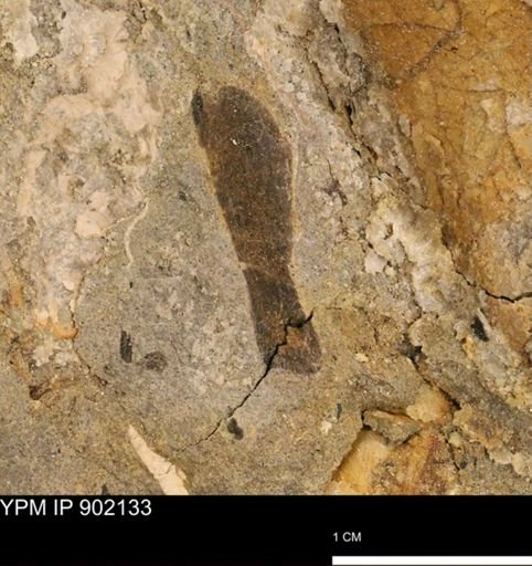undet. Melongenidae