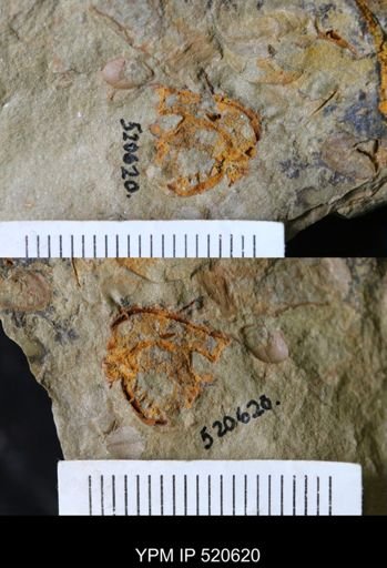 Chauvelicystis sp.