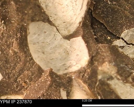 Limopsis striatopunctatus