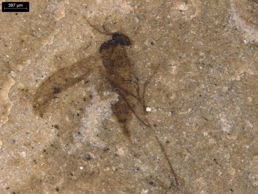 undet. Diptera
