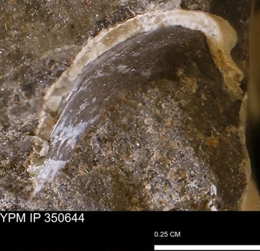 undet. Mollusca